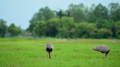 one seen from its back, the other on the right is seen from its side, both busy foraging during the afternoon