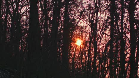 el sol sale entre los arboles