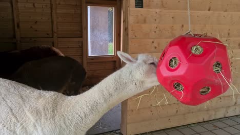 Una alpaca está comiendo heno de un comedero especial.