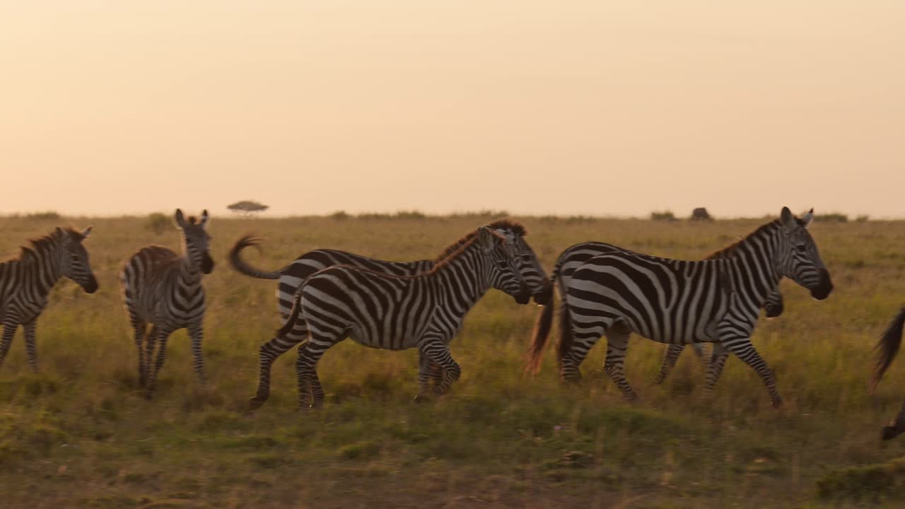 Slow Motion of Zebra Herd Walking at Sunset, Africa Animals on African Wildlife Safari in Masai Mara in Kenya at Maasai Mara in Beautiful Golden Orange Sunrise Sun Light, Panning Shot