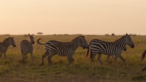 Zeitlupe-Einer-Zebraherde,-Die-Bei-Sonnenuntergang-Läuft,-Afrikanische-Tiere-Auf-Afrikanischer-Wildtiersafari-In-Der-Masai-Mara-In-Kenia-In-Der-Masai-Mara-Im-Wunderschönen-Goldorangefarbenen-Sonnenaufgangssonnenlicht,-Schwenkaufnahme