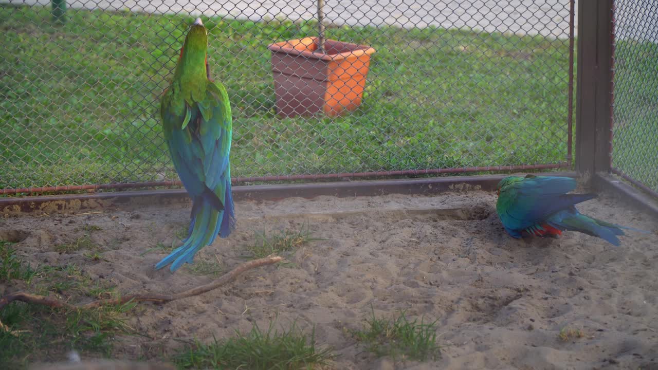 A pair of vibrant green-winged macaws display natural behaviors on a sandy enclosure floor, showcasing their vivid feathers in a tropical zoo setting