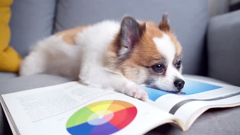 chihuahua más perro pomeraniano con libros tirados en un sofá en casa