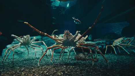 primer plano de cangrejos araña japoneses en el acuario kaiyukan de osaka en minato, osaka, japón