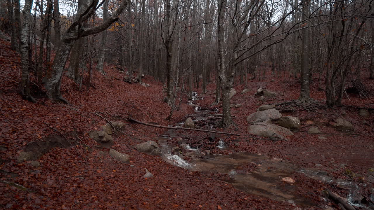 hermoso bosque de hayas de otoño bajo la lluvia en las montañas catalanas-3
