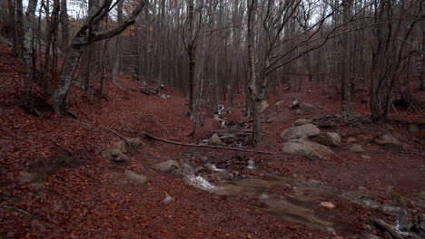 beautiful autumn beech forest under the rain in the catalan mountains-3