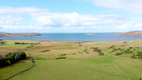 scottish highland field by the sea with cattle