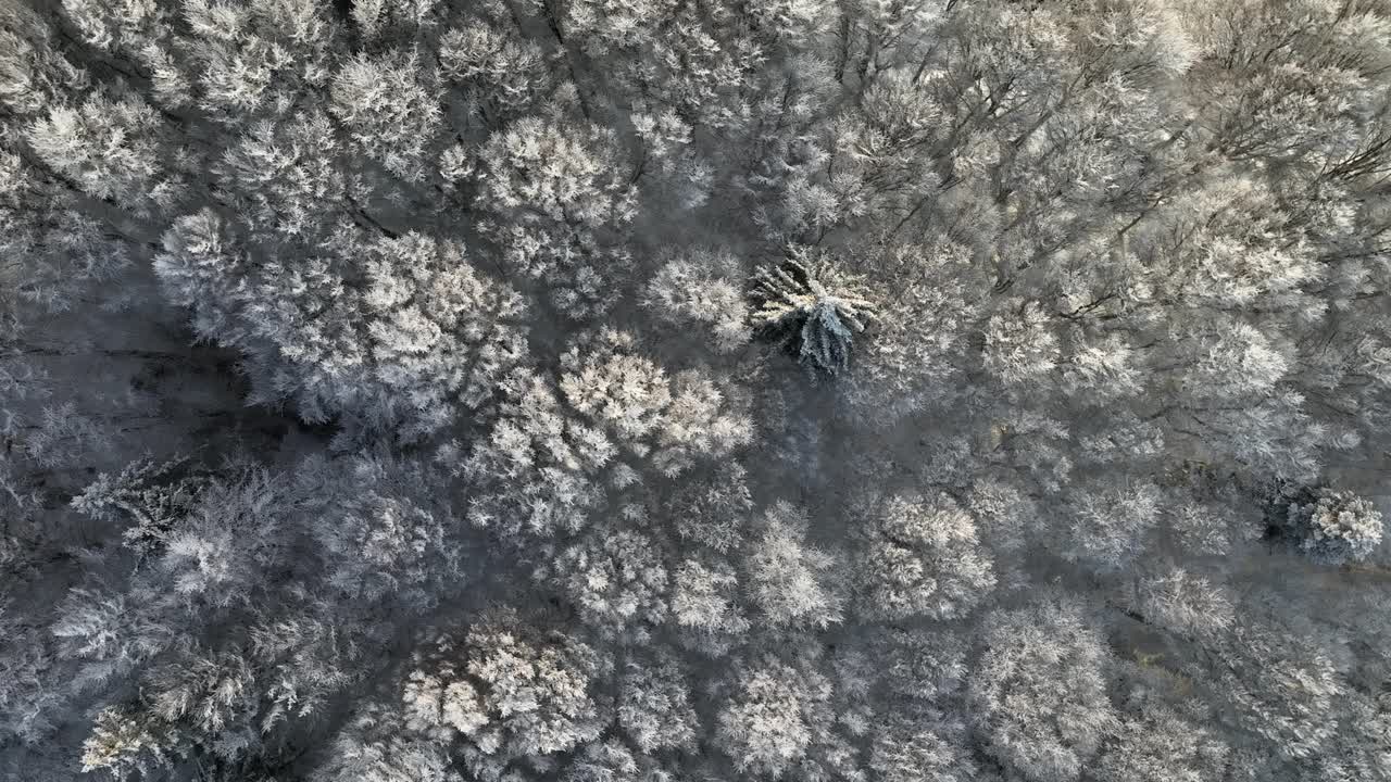 바람에 부드럽게 움직이는 하얀 눈으로 덮인 가지가있는 나무