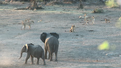 Afrikanischer-Elefant,-Kruger-Nationalpark,-Südafrika