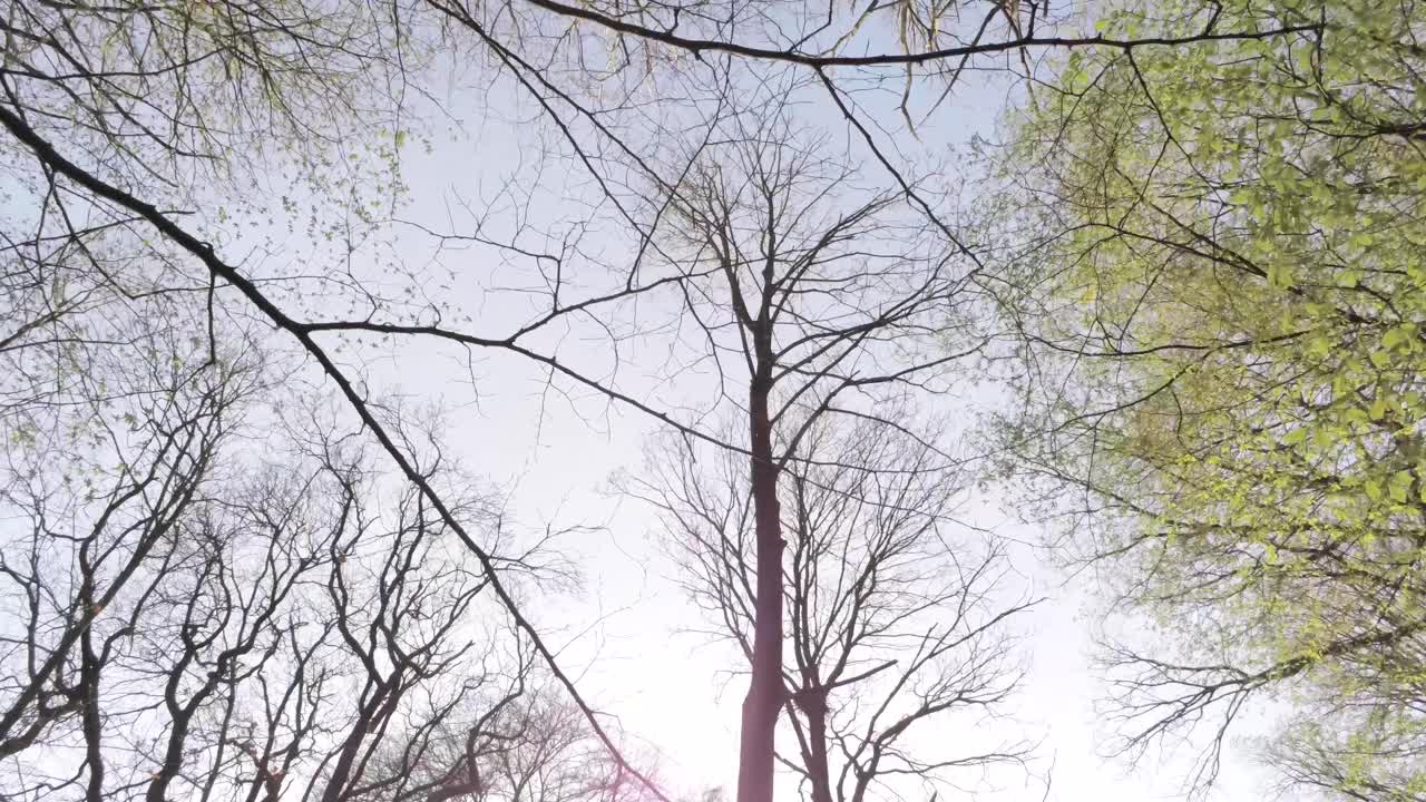 키가 크고 빽빽한 나무 숲을 통해 떠오르는 공중 조회 새로운 성장 흐릿한 푸른 하늘