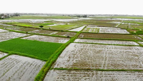 jib shot on the vast landscape of rice crop fields in the rural part of hoi an, quang nam, vietnam