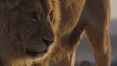 sunrise lighting - amazing male lion standing majestically