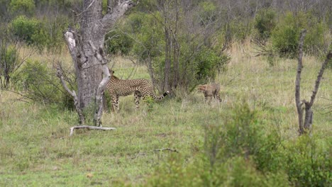 Una-Madre-Guepardo-Espera-Pacientemente-A-Que-Su-Cachorro-Lo-Alcance-Y-Luego-Sigue-Adelante,-Kruger,-Acinonyx-Jubatus-Jubatus