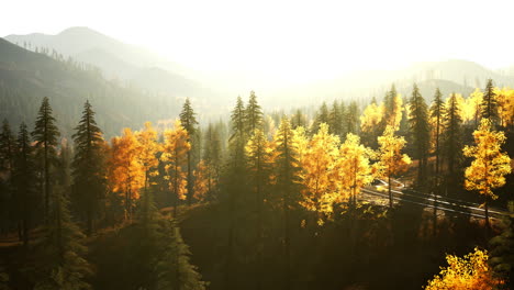 autumn forest landscape