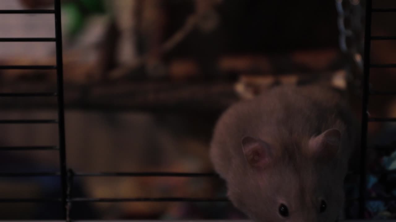 An Close-Up shot of A Curious Hamster is wondering around the cage door, looking at the outside world!