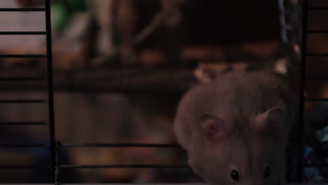 an close-up shot of a curious hamster is wondering around the cage door, looking at the outside world!