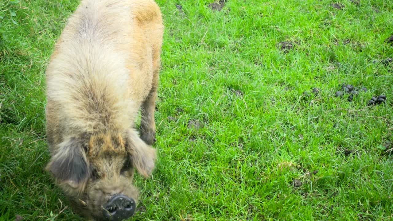 들판 에 있는 쿠네 돼지