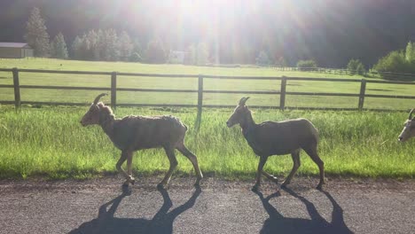 Five-bighorn-sheep-walk-down-the-road-at-Rock-Creek-Montana