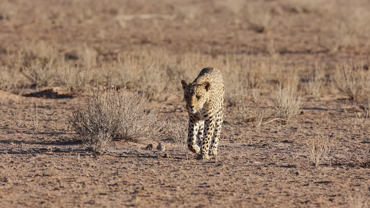 una leoparda hembra adulta caminando hacia la cámara en kgalagadi, sudáfrica