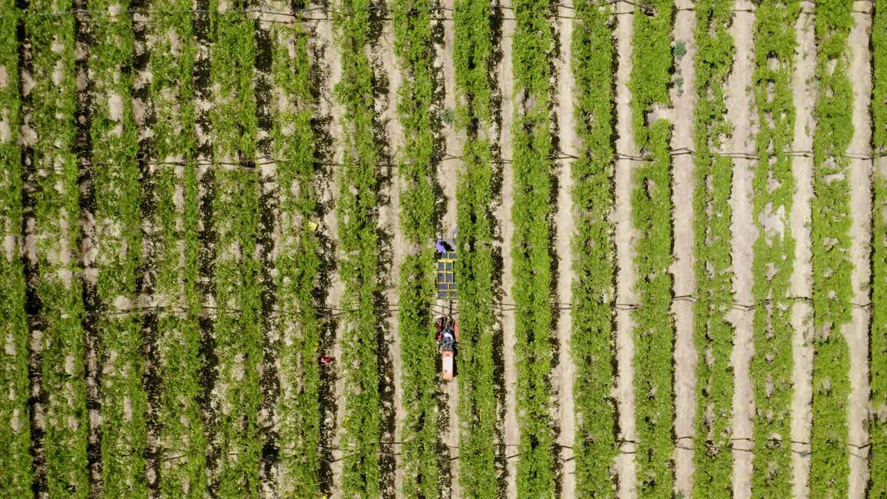 un viñedo en worcester, sudáfrica