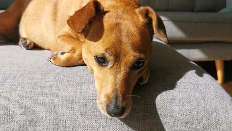 cute dog struggling to keep her eyes open in the sun