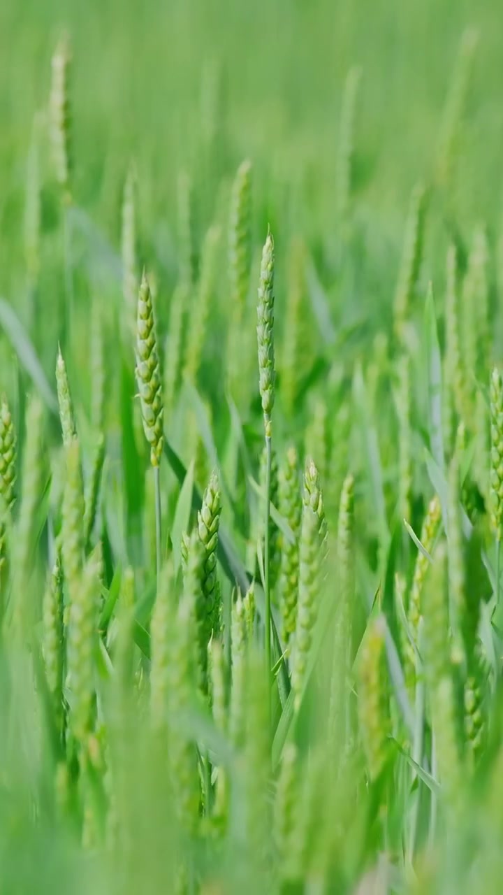 Spighe di grano verdi e fresche che crescono in un campo agricolo