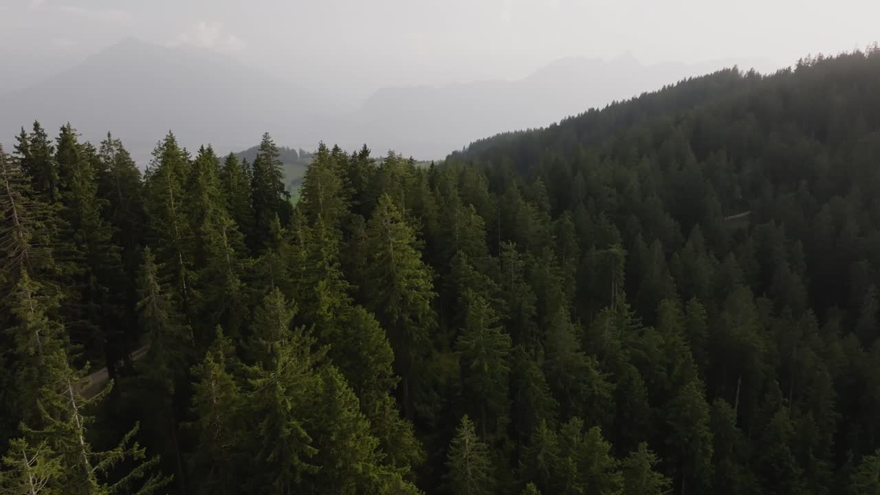 Drone view of a lush green pine forest covering a misty mountain slope. Peaceful natural landscape symbolizing wilderness, ecology, and conservation