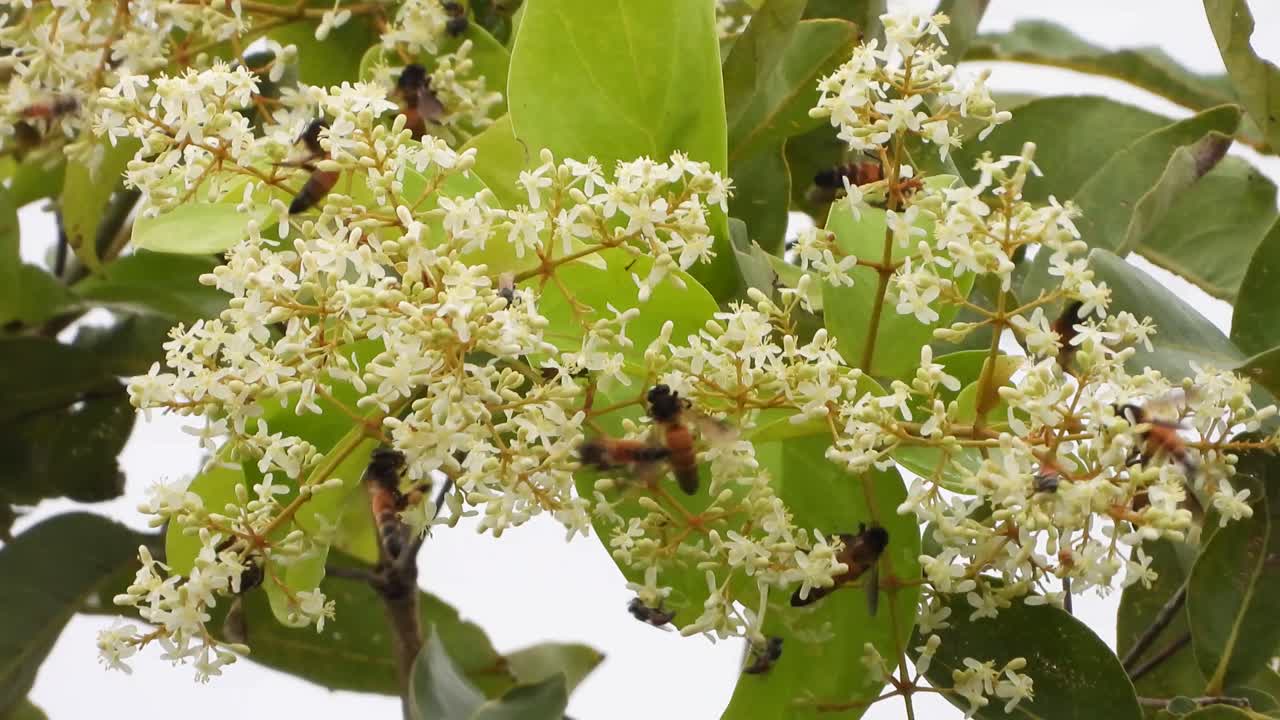 miel de abeja recolectando miel uhd mp4 4k video