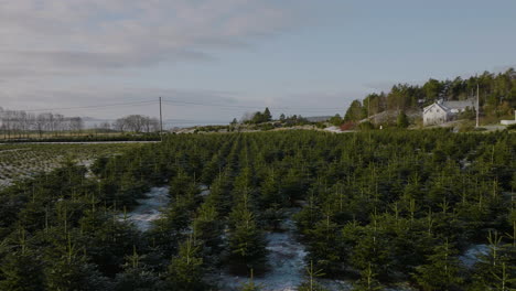 Flug-über-Die-Schneebedeckte-Landschaft-Der-Kiefernplantage