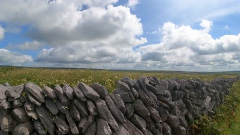 The-Burren-will-landscape,-old-traditional-stone-wall,-wild-flowers-as-far-as-the-eye-can-see,-typical-West-Of-Ireland