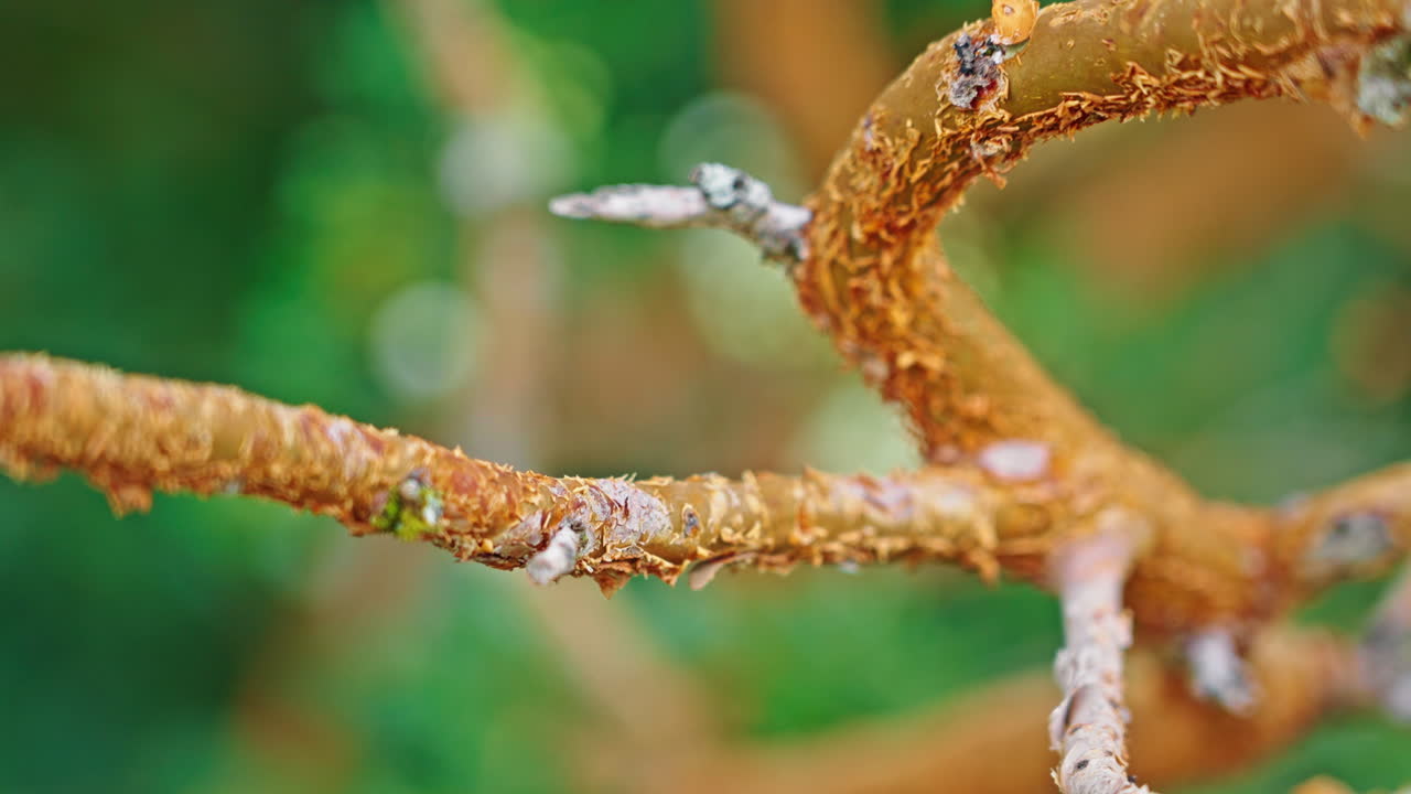 Primo piano di un ramo d'albero dalla corteccia scrostata