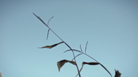 dried corn upper with some dried leaves left on the top