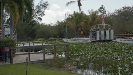 handheld 4k shot of large tourist air boats docked in the everglades near miami florida with alligators and crocodiles hiding under lily pads all surrounded by palm trees on a warm sunny day