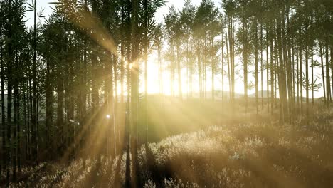 Green-bamboo-forest-in-hills