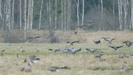 White-fronted-geese-flock-on-dry-grass-meadow-field-feeding-during-spring-migration