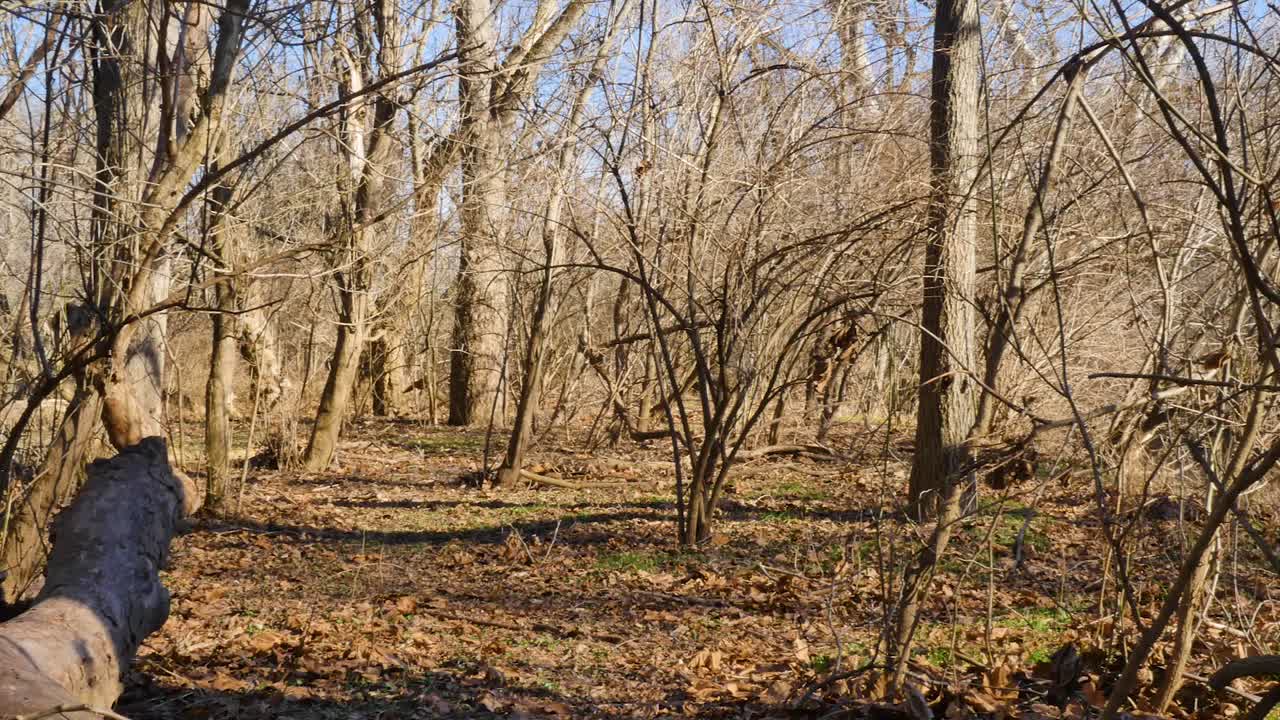 Low panning shot of trees and bushes blowing in the wind in nature