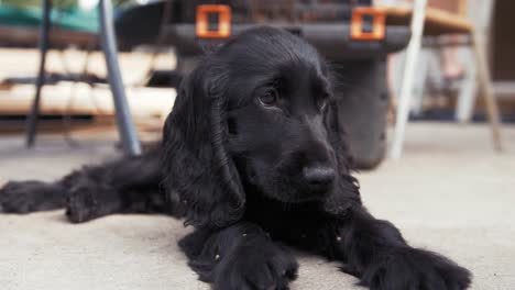 Cut-energetic-puppy-lying-down-after-long-day