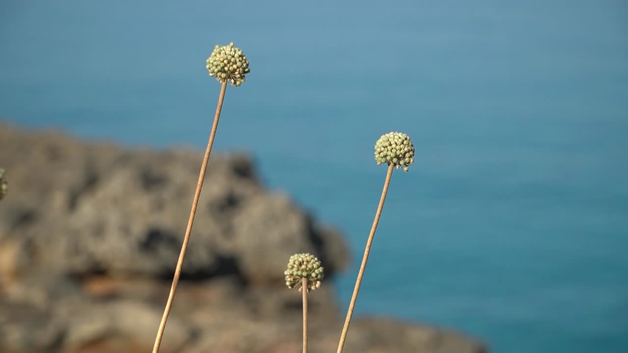 Batang dengan bunga bundar Allium antonii bolosii adalah spesies bawang liar dari keluarga Amaryllidaceae dengan laut biru di latar belakang