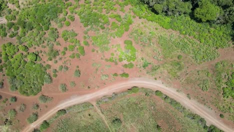 Drohne,-Die-über-Der-Grünen-Vegetation-Der-Sträucher-Afrikas-Aufsteigt