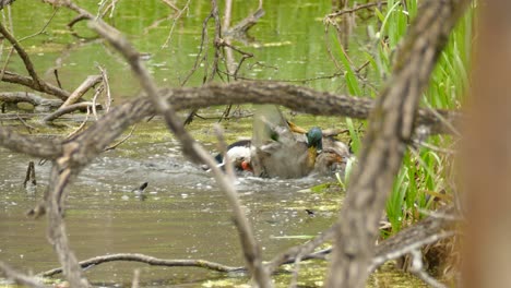 a male duck protects a female duck from another male duck