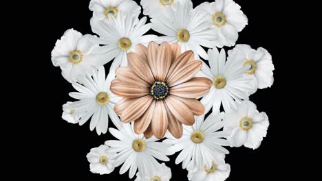 floral arrangement of daisies and anemones