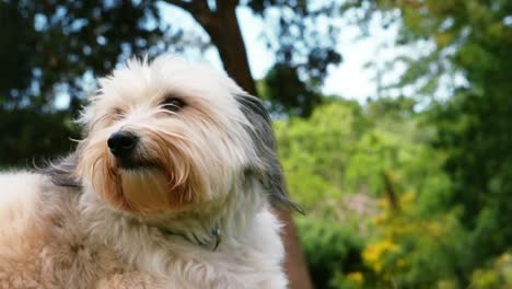 Havanese-looking-around-in-park