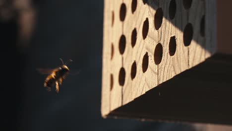 red mason bee exits nest at sunset