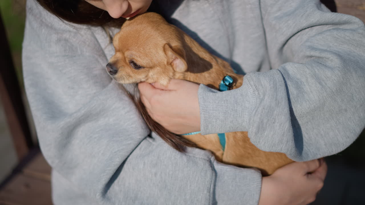 여성이 공원에서 작은 강아지를 부드럽게 달래고 있어요. 여자는 공원 벤치에서 작은 치와와를 부드럽게 껴안고 쓰다듬고, 젊은 여성은 야외에서 신경을 진정시키기 위해 치와와에게 다정하게 입 맞추고 쓰다듬고 있어요.