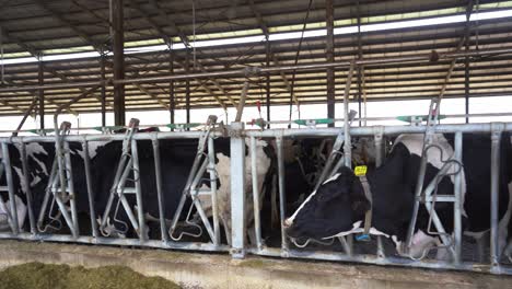 Vacas-Lecheras-Sanas:-Ganado-En-Establo-Bien-Ventilado-Con-Alimentos-Orgánicos-Para-La-Industria-De-Productos-Lácteos,-Tecnología-Holandesa