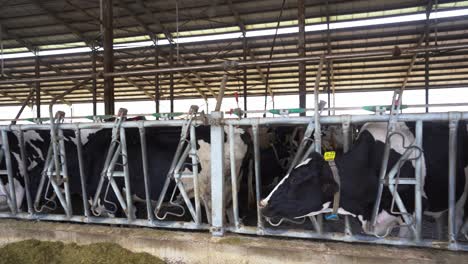 healthy dairy cows: livestock in well-ventilated stall with organic food for dairy product industry, dutch technology