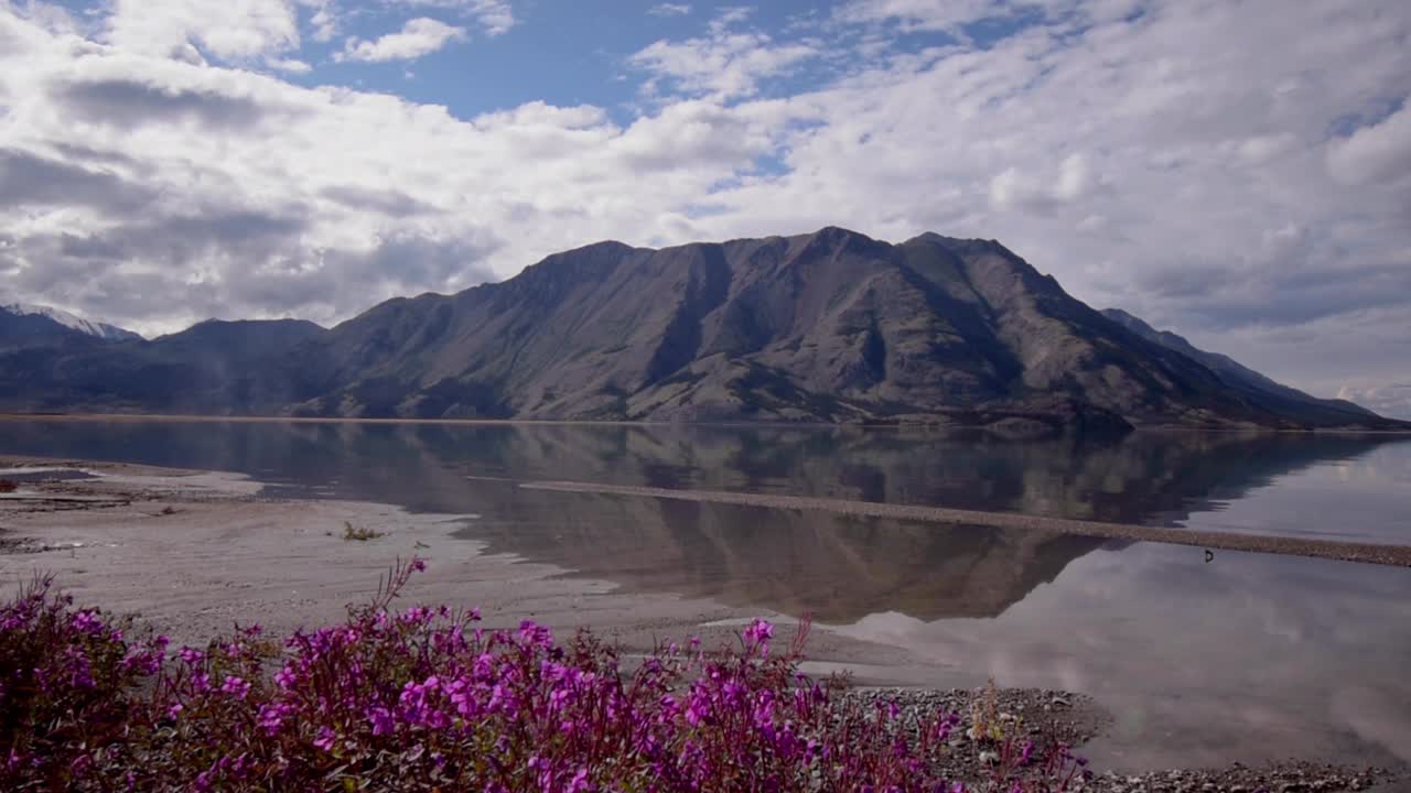 vista escénica tranquila de verano sobre flores de flor púrpura con espejo brillante lago kluane reflectante y cordillera de ovejas marrones en el fondo, yukon, canadá, descenso aéreo superior