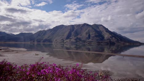 Scenic-tranquil-summer-view-above-purple-blossom-bloom-flowers-with-mirror-shiny-reflective-Kluane-lake-and-brown-Sheep-mountain-range-in-background,-Yukon,-Canada,-overhead-aerial-descend