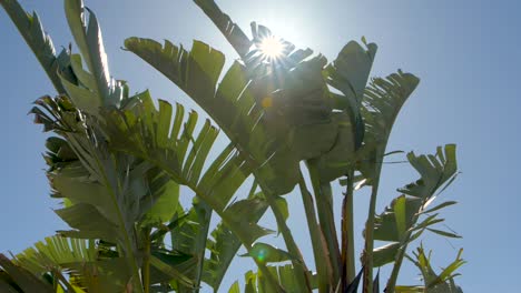 Palmeras-En-España-Con-Una-Llamarada-Solar-Atravesando-La-Palmera-En-Cámara-Lenta