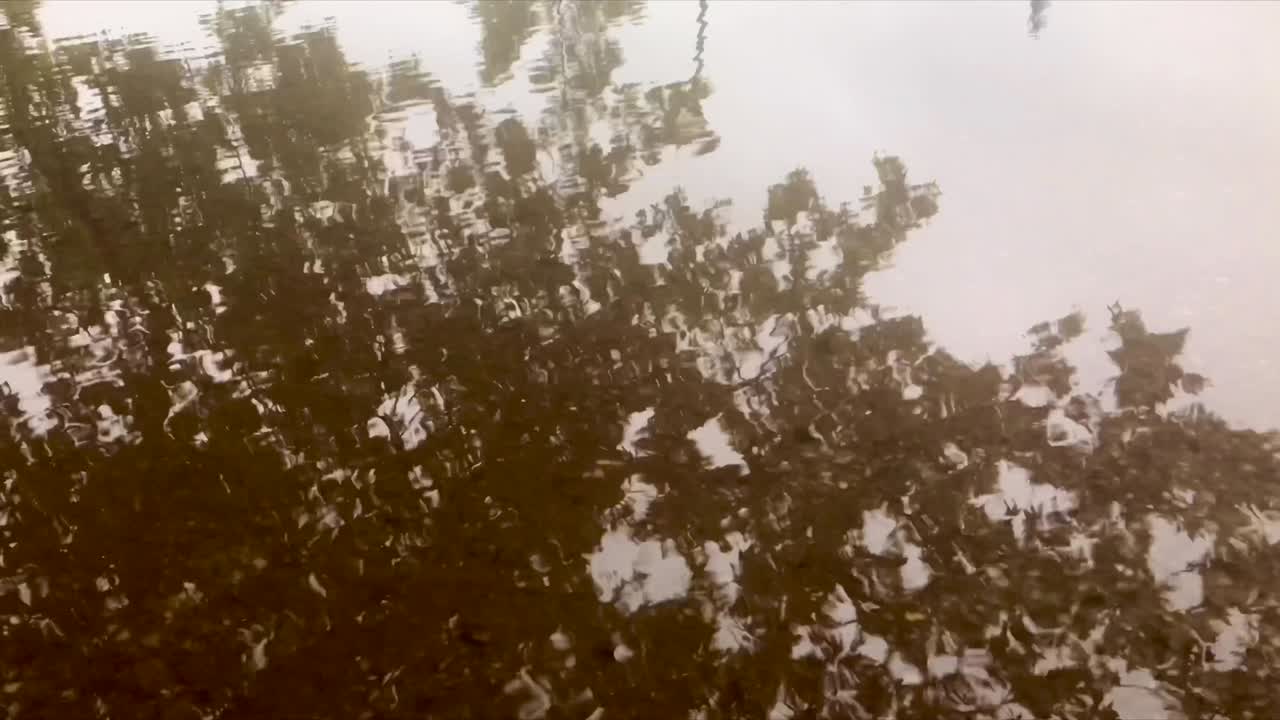 물 연못 에 있는 나무 잎 의 반이는 반사